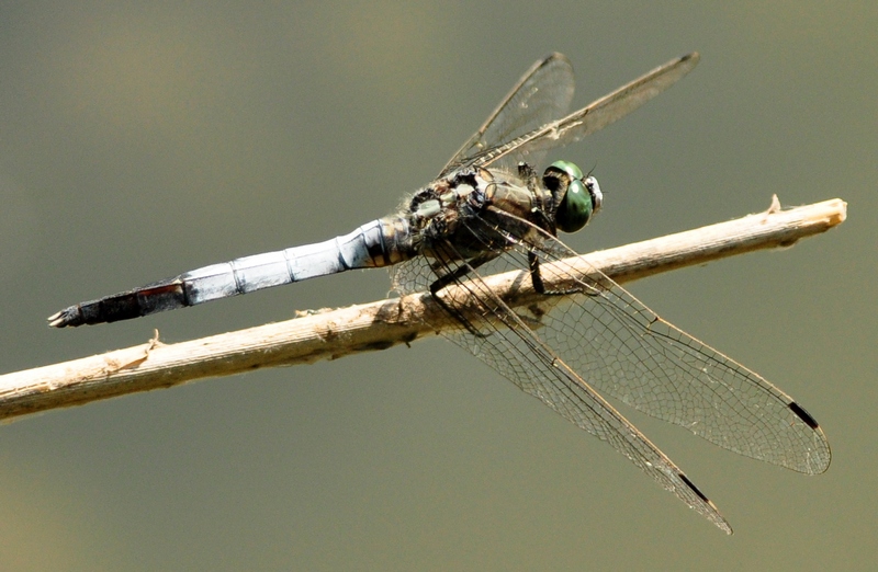 Orthetrum albistylum?